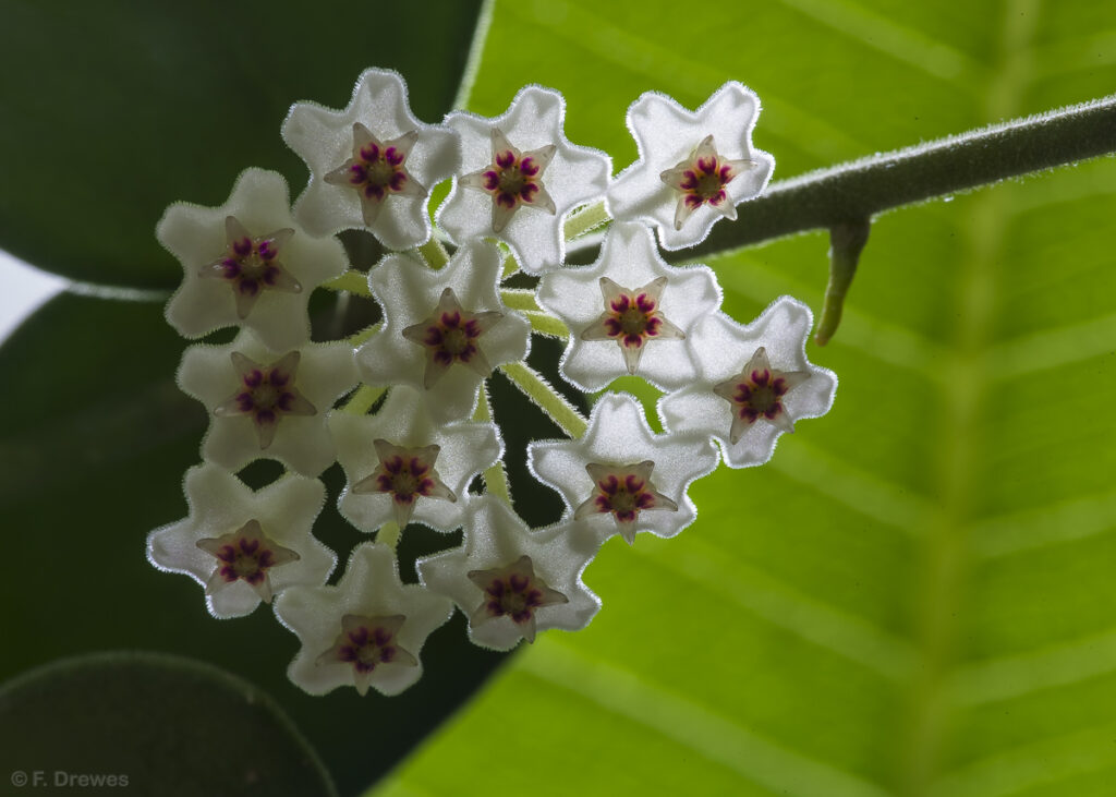 Hoya nummularioides