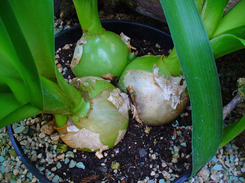 Ornithogalum caudatum